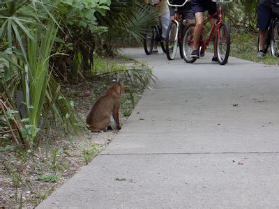 Kiawah Island Wildlife - Kenzie Blogs Life