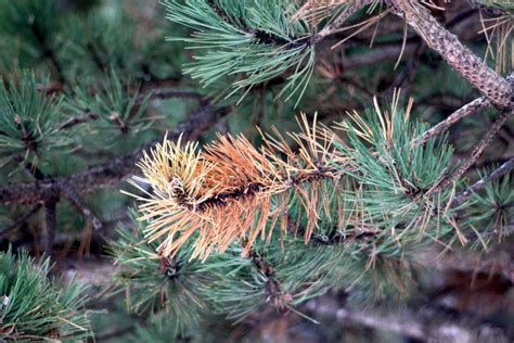 Dying pine tree stock photo. Image of foliage, background - 24500380