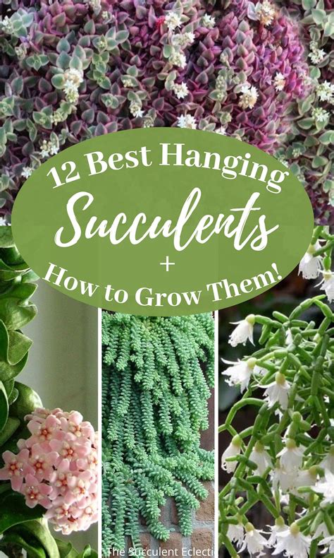 12 Hanging Succulents You Can Grow (I promise!) | The Succulent Eclectic | Hanging succulents ...