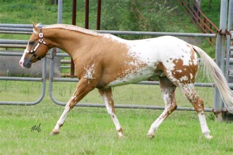 Palomino Appaloosa, rare. RP Perfect Nights Dream out of NSW, Australia ...