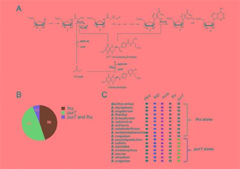 (A) Schematic of the synthesis of purine ring. Purine synthesis starts ...