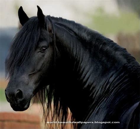 Free download horse wallpaper friesian black running horse wallpaper ...