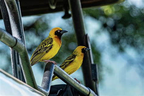 Birds of Africa - A Pair of Weavers - Tanzania, Africa Photograph by Jon Berghoff - Fine Art America