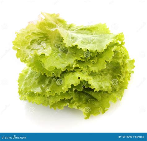 Salad leaves isolated stock image. Image of fresh, appetizer - 16911303