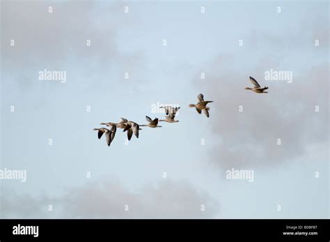 Grey geese flying Stock Photo - Alamy