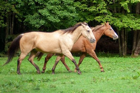 Tennessee Walking Horse Breed Guide: Health, Nutrition ...