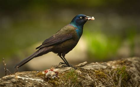 Quiscalus Quiscula - Common Grackle