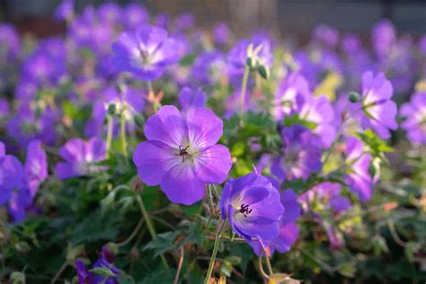 20 Best Perennials For Zone 6 Gardens