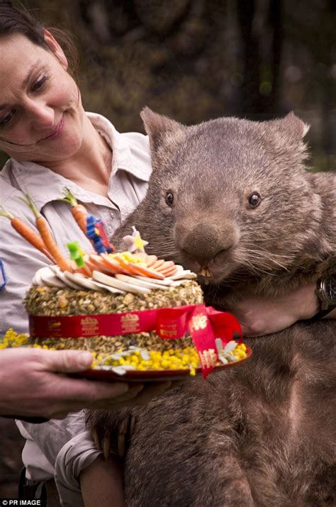 Patrick the world's oldest wombat celebrates 30th birthday at Ballarat Wildlife Park | Daily ...