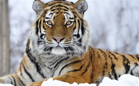 Download Animal Tiger HD Wallpaper