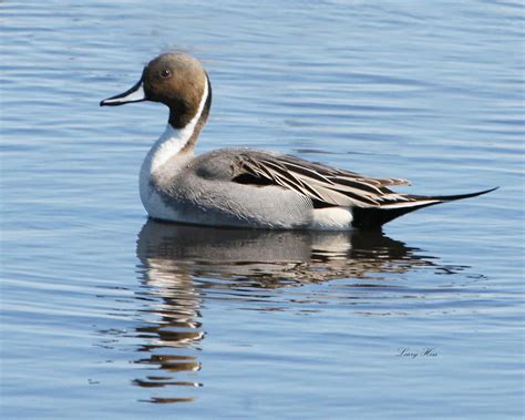 Northern Pintail Duck (Male) Merritt Island NWR 2-17-07 copy « Audubon Everglades