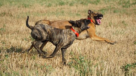 Dutch Shepherd Vs Belgian Malinois - Two Different Working Dogs