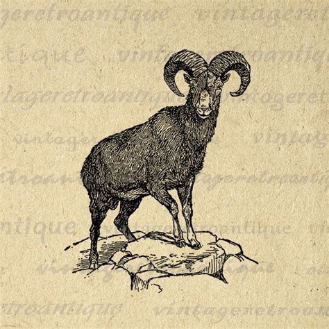 ram silhouette | Graphic illustration, Clip art vintage, Antique artwork