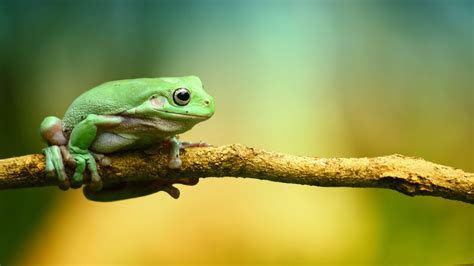 Baby Frog Wallpapers - Top Free Baby Frog Backgrounds - WallpaperAccess