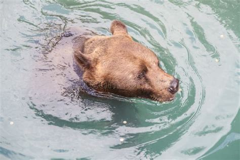 Brown Bear at Bern Bear Park, Switzerland. Stock Image - Image of park ...