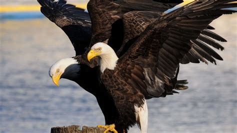 Eagles In The Bible: Symbolism, References, & Meaning | Think About ...