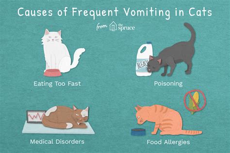 Frequent Vomiting in Cats Causes, Treatment, and Prevention