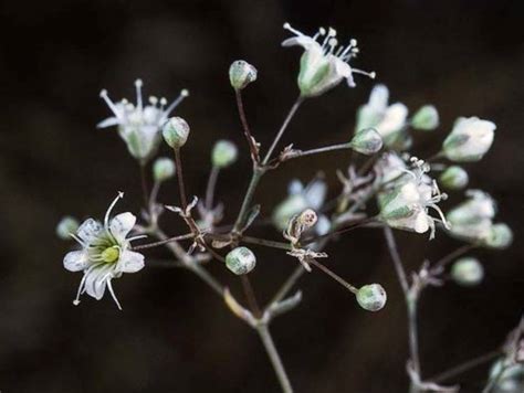 Gypsophila paniculata Risk – California Invasive Plant Council