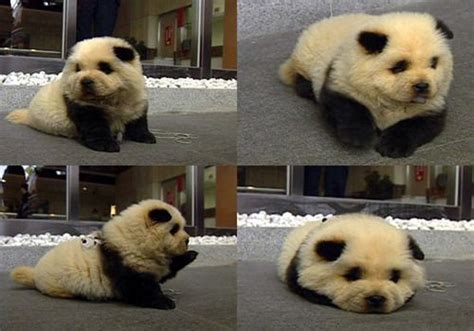 Panda chow chow dog!!! | Animals | Pinterest