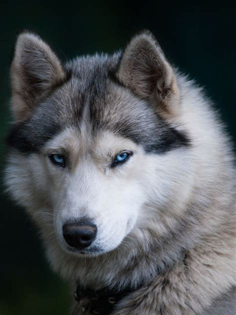 The Blue-eyed by Anton Sysoev / 500px | Husky with blue eyes, Huskies ...