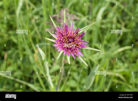 Purple Goat's Beard flower Stock Photo - Alamy