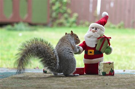 Christmas Archives - Backyard Squirrels .com