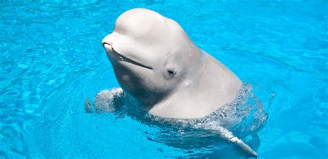 Beluga Whale Sounds