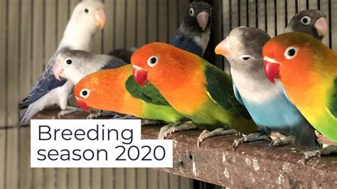 Breeding Season 2020 - YouTube