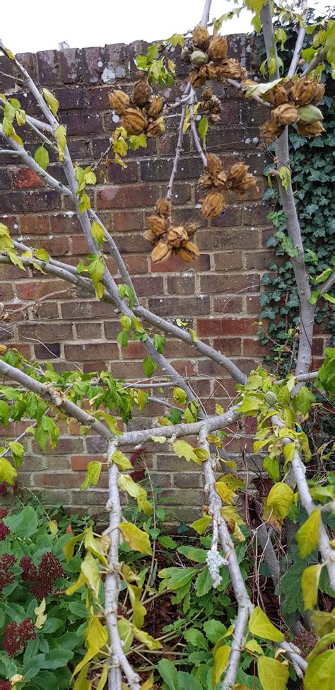 Pruning a mature Hibiscus — BBC Gardeners' World Magazine