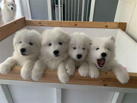 Giant Samoyed Puppies