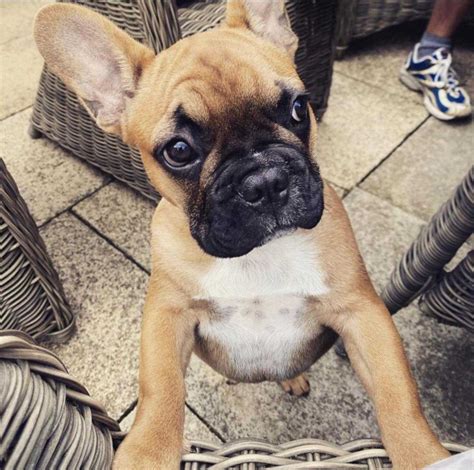 adorable Frenchies available for adoption – Pet Finders