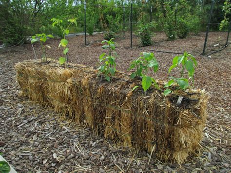 May 25 column: Straw bale gardening - Susan's in the Garden