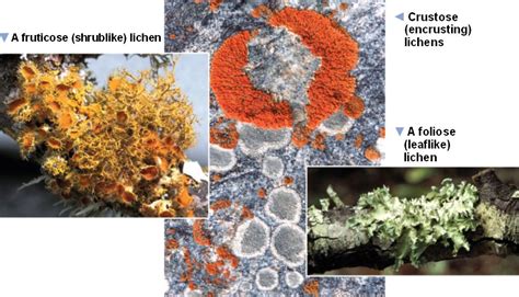 lichen_forms.html 31_23Lichen_LP.jpg