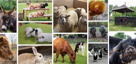 Hoeveel dieren zijn er op de kinderboerderij? Tel jij mee ...