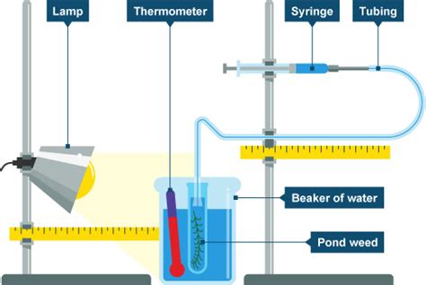 Effect of Light Intensity - Brilliant Biology Student