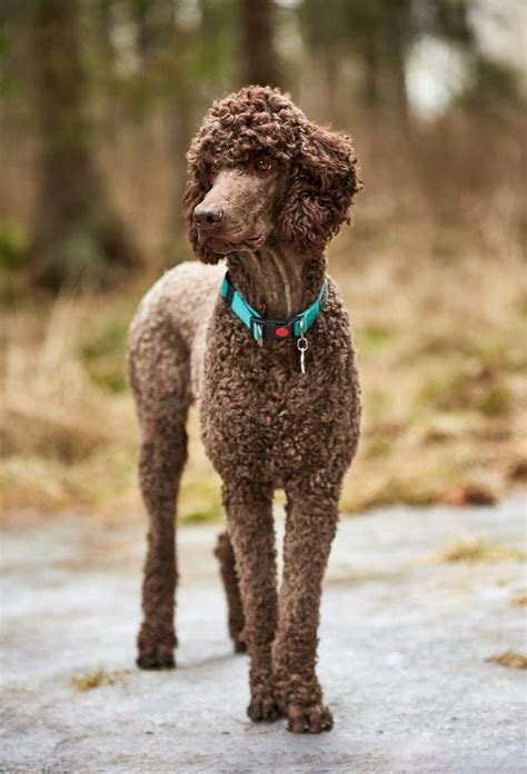 Discover The Poodle Puppies Size #poodleterrier #poodlesdaily #blackpoodle | Dog training ...