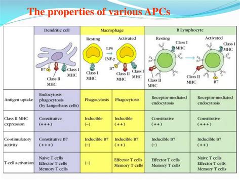 PPT - Antigen presenting cells and antigen presentation PowerPoint ...