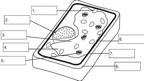 Unlabeled Plant Cell Diagrams