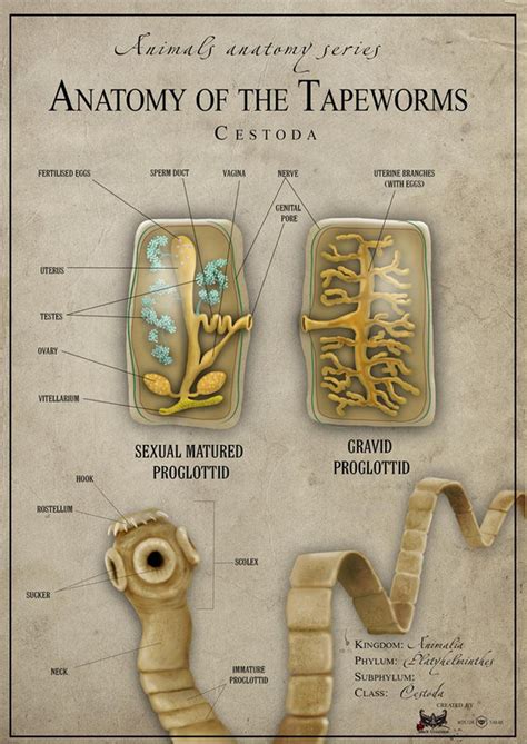 Tapeworm anatomy - United Kingdom