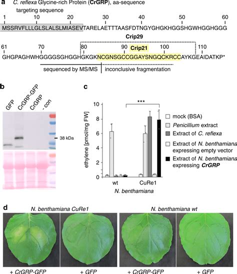 The C. reflexa Glycine-rich protein (CrGRP) triggers CuRe1-dependent ...