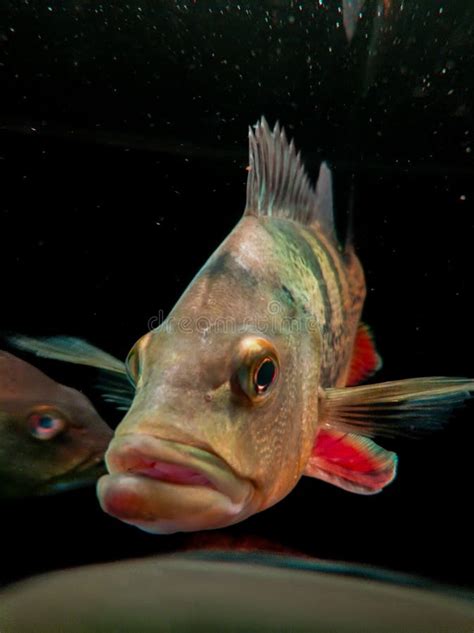 A mad fish on aquarium stock photo. Image of chana, clear - 262499982