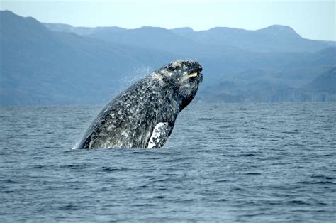 The California Gray Whale | Danger Ranger Bear