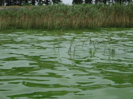 Microcystis aeruginosa bloom near the reeds in the north shore of the... | Download Scientific ...