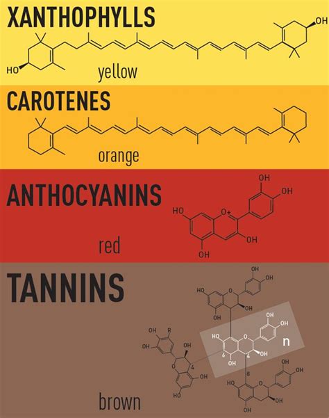 The science of autumn colors | The Week