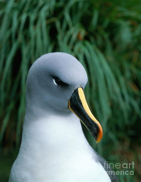 Grey-headed Albatross Photograph by Hans Reinhard - Fine Art America