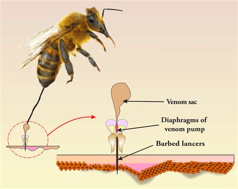 Bee Sting Anatomy