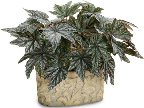 Overwintering Begonias by Bringing Them Inside | Proven Winners