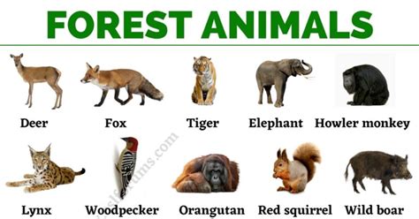 Forest Animals: List of Animals That Live in the Forest with ESL Pictures! - ESL Forums