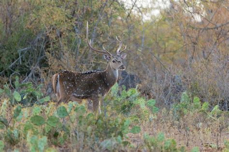 Chital – The Indian Spotted Deer