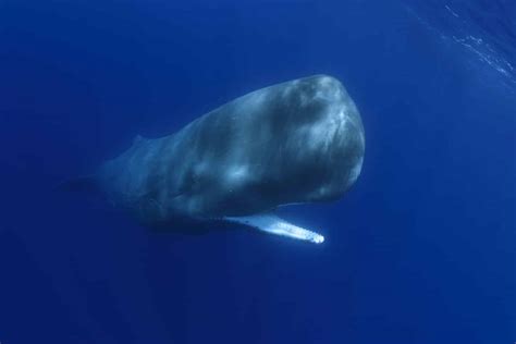 Gigantic Sperm Whale Asks Divers for Help Being Freed from a Fishing Hook - A-Z Animals